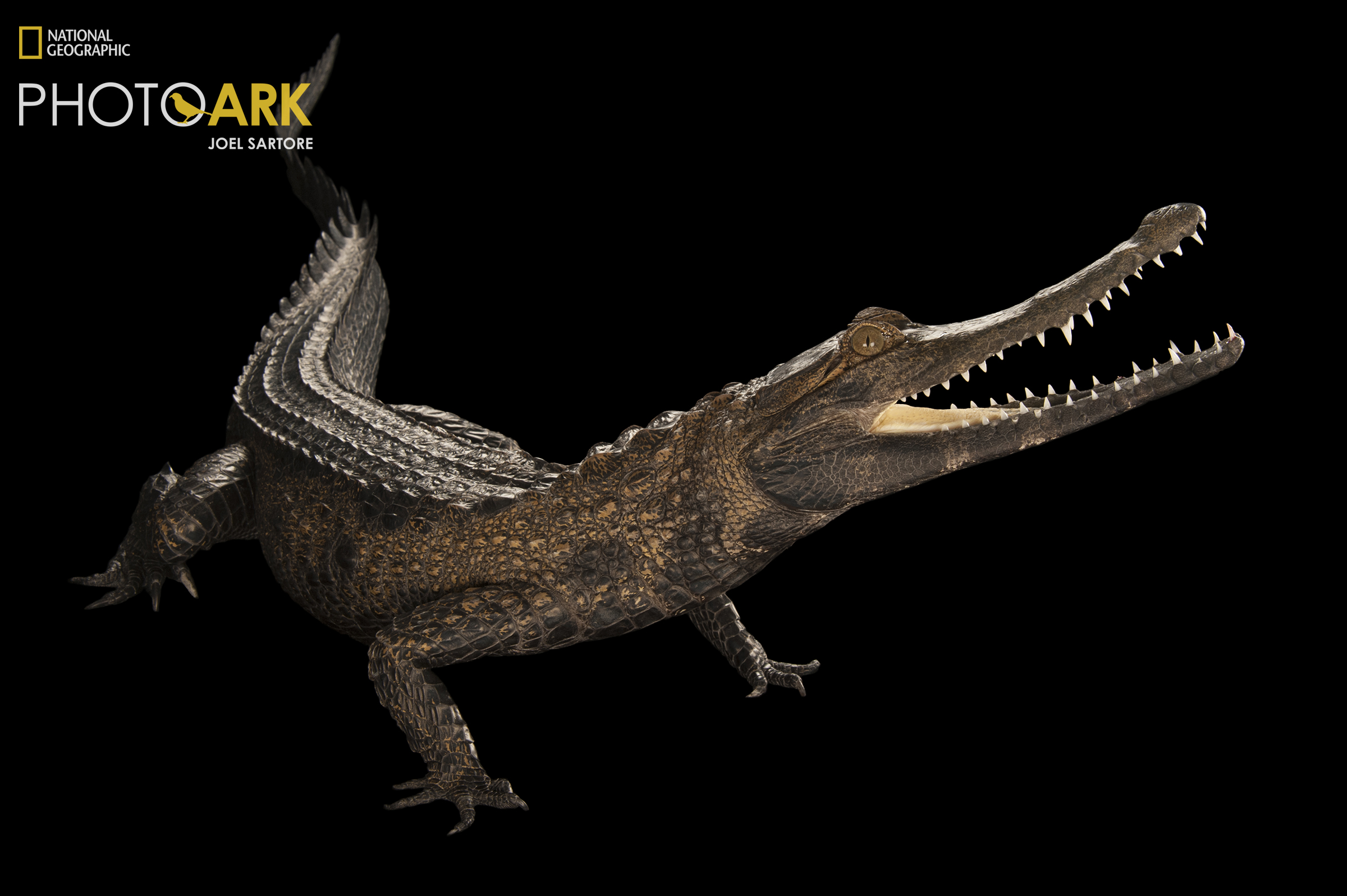 A federally endangered African slender snouted crocodile, Ouroborus cataphractus.